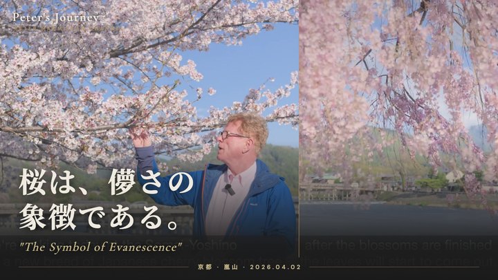 桜は、儚さの象徴である